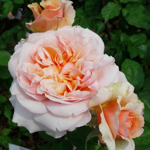 Rosa  Versigny - ružičasta - nostalgična ruža